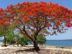 Flamboyan, Pohon Berbunga Indah yang Jadi Gudang Inspirasi