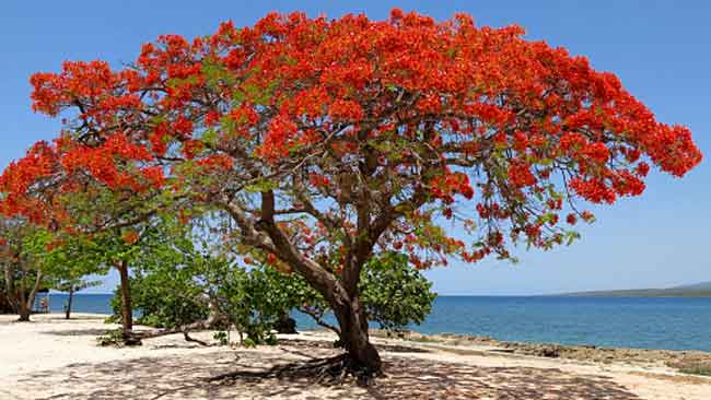 Flamboyan, Pohon Berbunga Indah yang Jadi Gudang Inspirasi