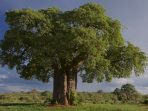 7 Fakta Menarik Perihal Pohon Baobab yang Tak Banyak Diketahui