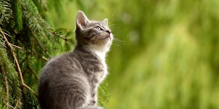 7 Fakta Perihal Kucing Kesayangan yang Perlu Dimengerti