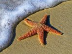 Jarang Terekspos, Ini 9 Fakta Unik dari Bintang Laut