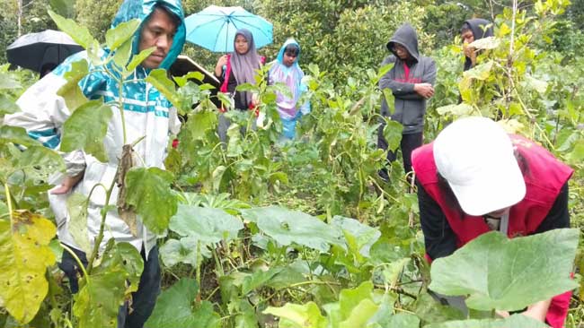 KKN Unhas Dorong Pertanian Organik di Desak Kindang