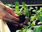 Mengulik 13 Fakta Menakjubkan dari Urban Farming