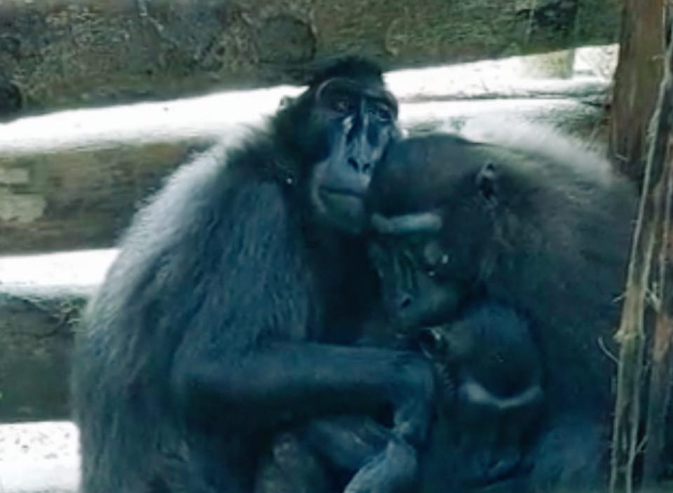 Ibu dan 2 Anak Monyet Hitam Endemik Sulawesi Ditemukan dalam Perangkap Warga
