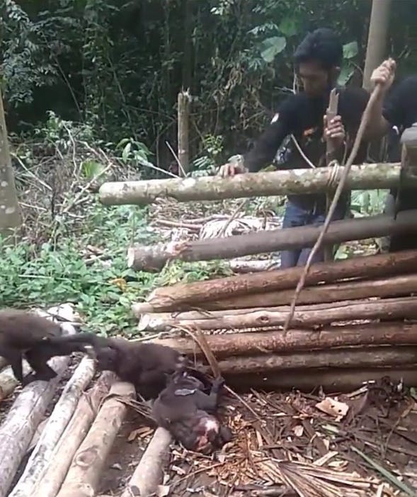 Ibu dan 2 Anak Monyet Hitam Endemik yang ditemukan di Sulut -
