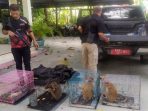 Kasus Penyelundupan Satwa Liar Dilindungi Segera Dilimpahkan ke Kejati Gorontalo