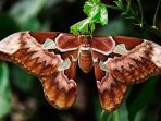 Tentang Kupu-kupu Malam dan Peran Pentingnya bagi Penyerbukan Tanaman