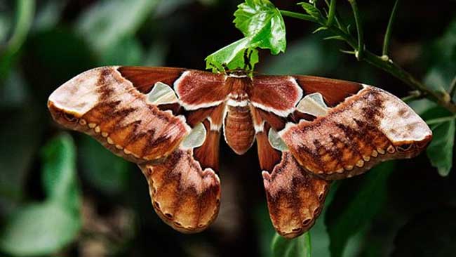 Tentang Kupu-kupu Malam dan Peran Pentingnya bagi Penyerbukan Tanaman