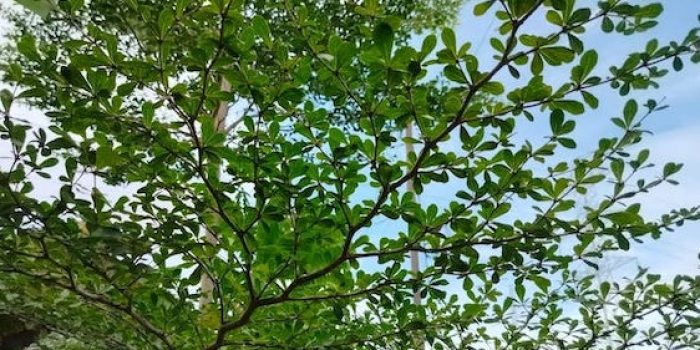 Terlihat Biasa, Namun 7 Manfaat Pohon Ketapang Kencana Menggiurkan