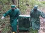 BKSDA Kaltim Lepasliarkan 5 Orangutan di Hutan Kehje Sewen Kutai
