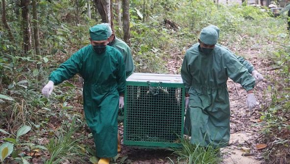 BKSDA Kaltim Lepasliarkan 5 Orangutan di Hutan Kehje Sewen Kutai