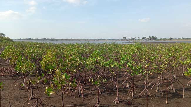Mangrove yang ditanam SPJM di Pantai Pokko, Takalar