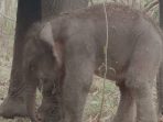 Kabar Baik, Bayi Gajah Lahir di Taman Nasional Way Kambas