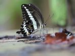 Papilio gigon, Kupu-kupu Endemik Sulawesi yang Gesit