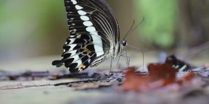 Papilio gigon, Kupu-kupu Endemik Sulawesi yang Gesit