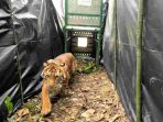 Harimau Sumatera yang dilepasliarkan di TN Gunung Leuser
