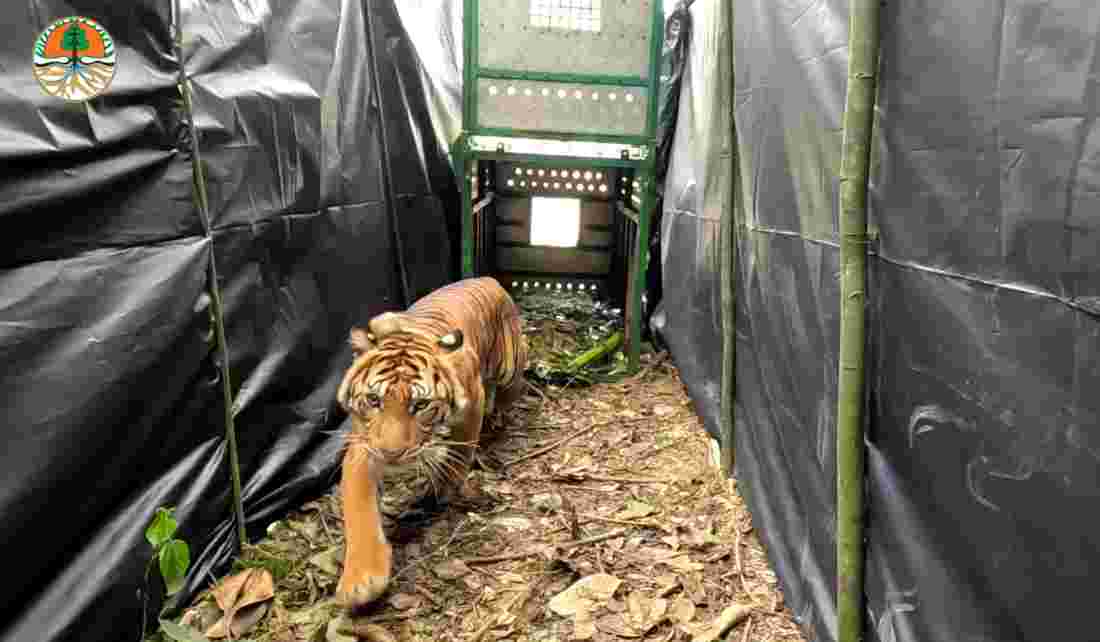 Harimau Sumatera yang dilepasliarkan di TN Gunung Leuser