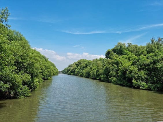 Perubahan Iklim Ancaman Keberhasilan Rehabilitasi Mangrove di Pesisir Jakarta  