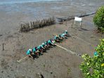 Kolaborasi Pulihkan Pesisir, 5.000 Mangrove Ditanam untuk Masa Depan Hijau Makassar