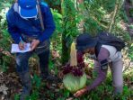 Bunga bangkai yang ditemukan Tim BBKSDA Sumbar