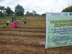 Program DBS Dorong Pertanian Berkelanjutan dan Pendapatan Petani Desa di Sulsel