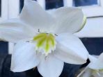 Bunga Lily amazon